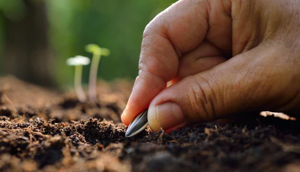 Como plantar girassol - Cuidados e maneiras de cultivar no jardim