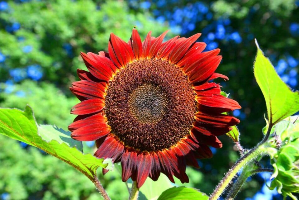 Como Plantar Girassol Cuidados E Maneiras De Cultivar No Jardim