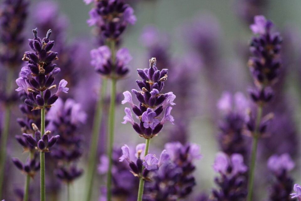 Como Plantar Lavanda Maneiras De Fazer O Plantio E Principais Cuidados 1373