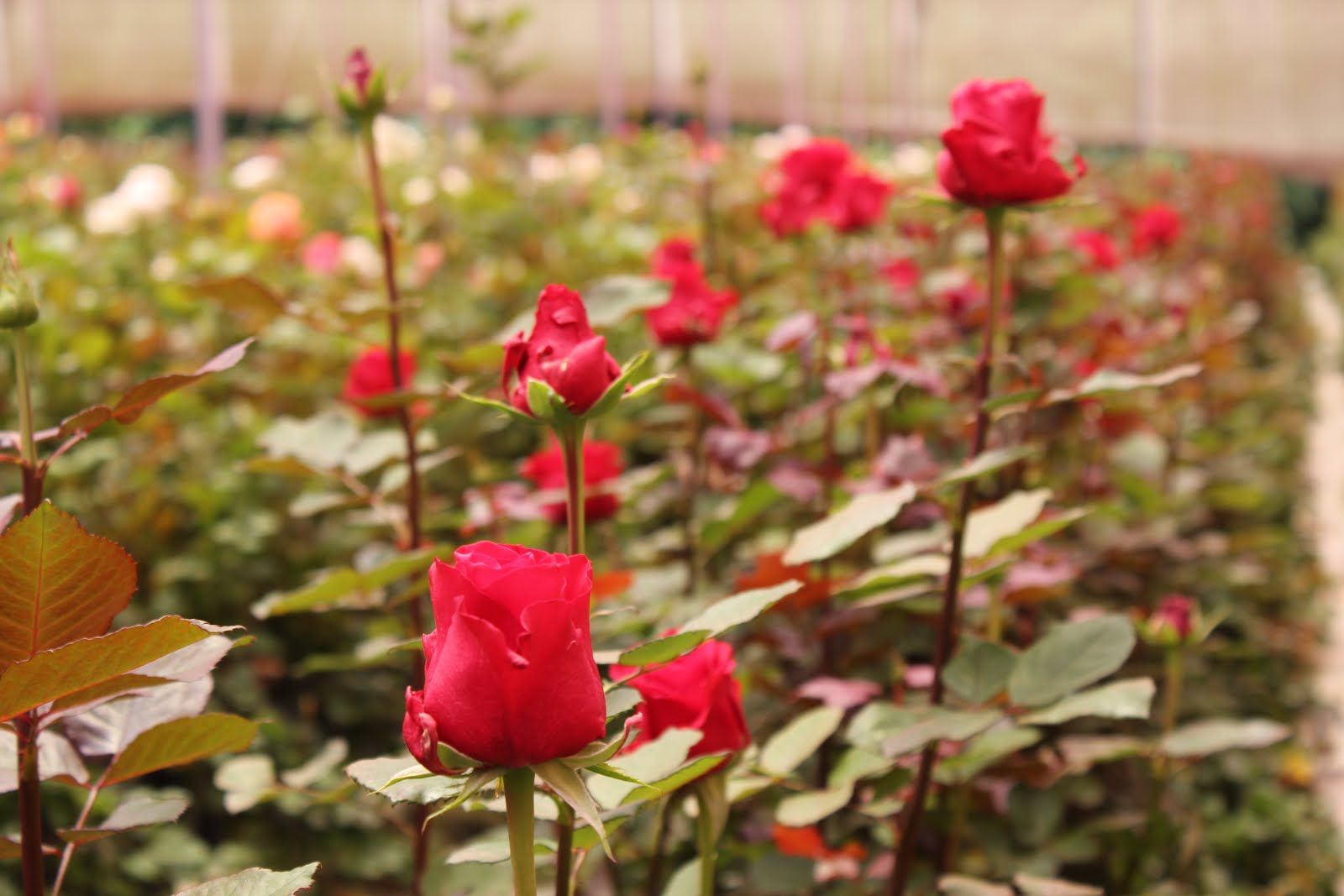 Como plantar rosas: algumas técnicas para cultivar roseiras no jardim
