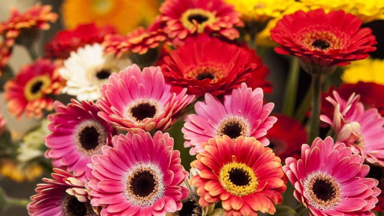 Como fazer arranjos de flores: decorando com flores naturais e artificiais