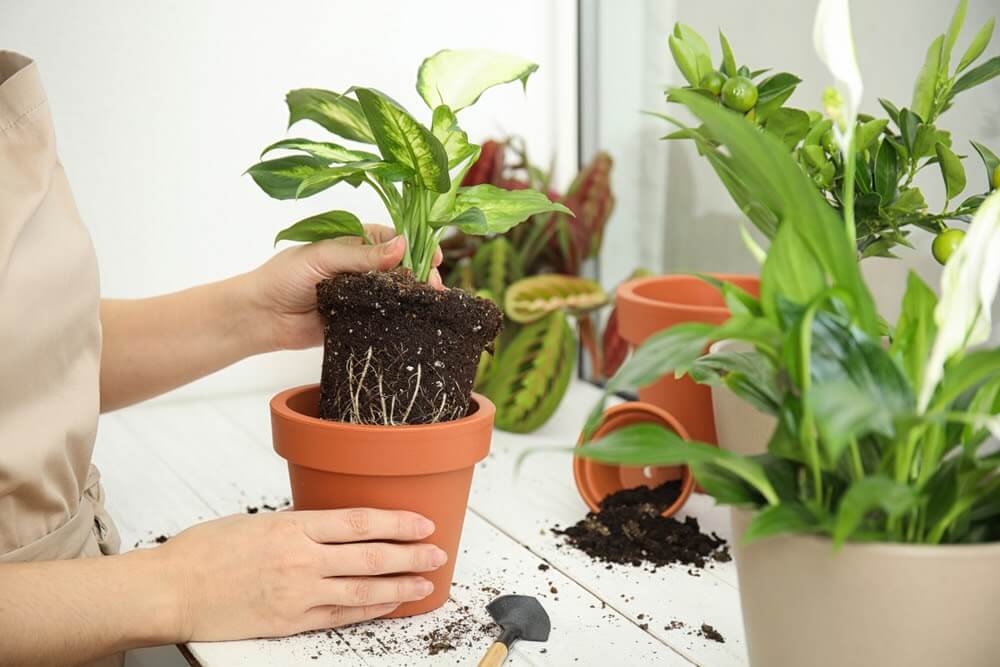 Como mudar planta de vaso - Formas de replantar e manter o cultivo