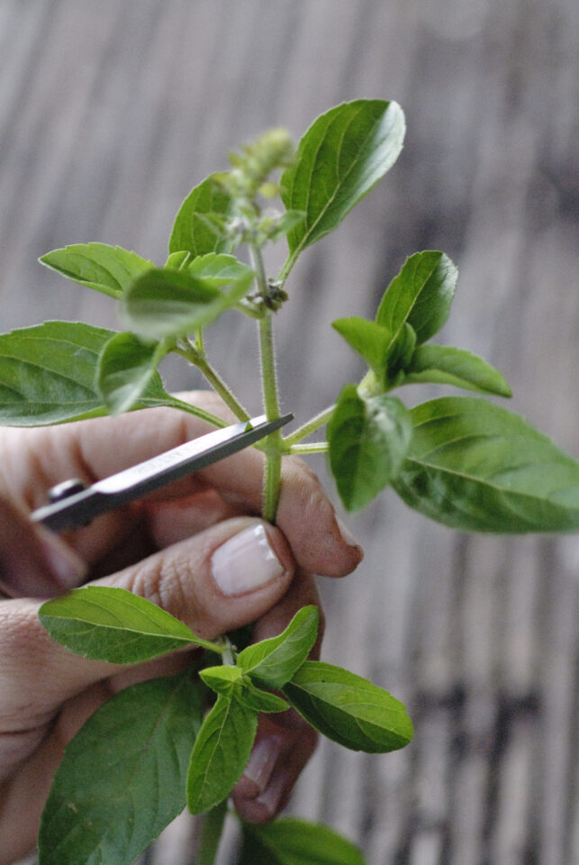 Como plantar manjericão: um dos temperos mais populares da culinária