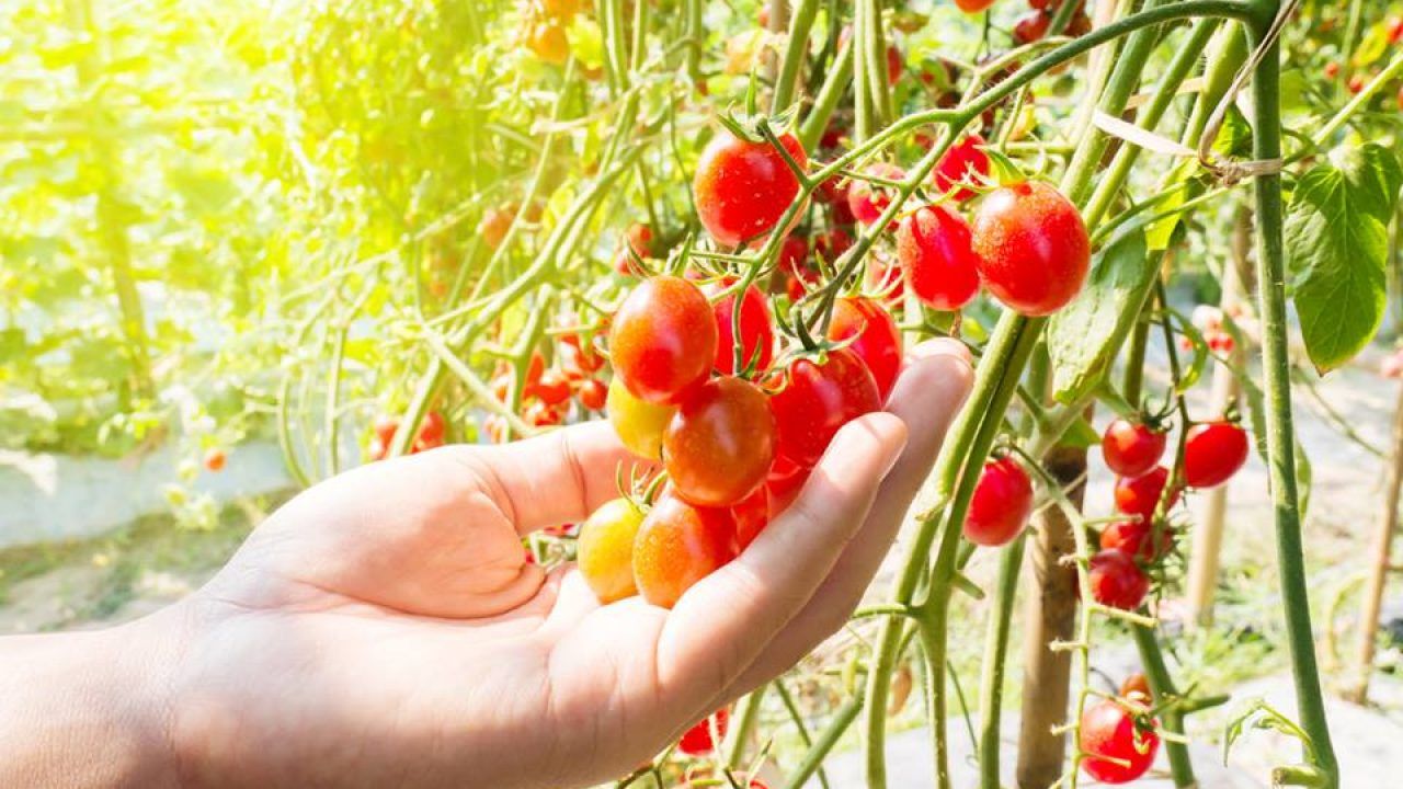Como plantar tomate cereja: cultivando frutos orgânicos em casa