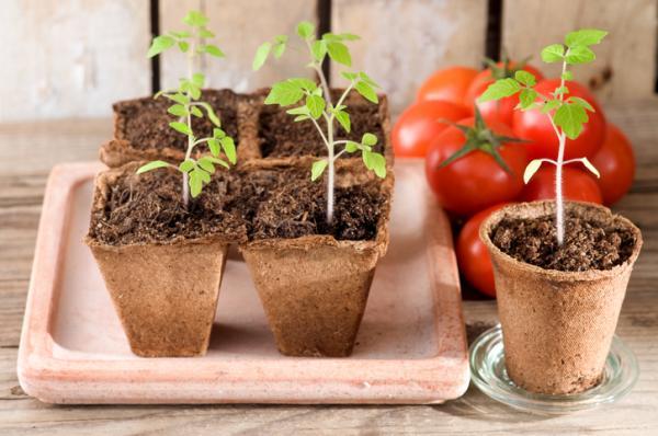 Como plantar tomate cereja: cultivando frutos orgânicos em casa