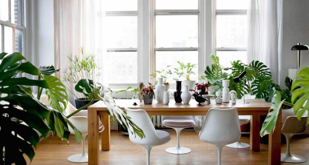 Decoração com plantas: dicas de como usá-las em cada cômodo da casa