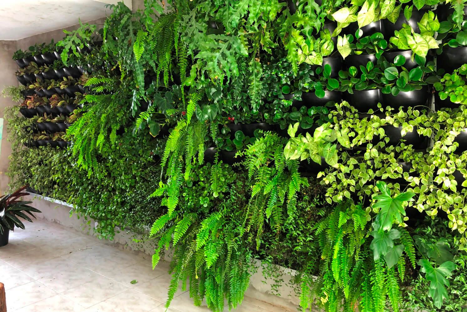 Parede verde: como montar um jardim vertical, cuidados e benefícios