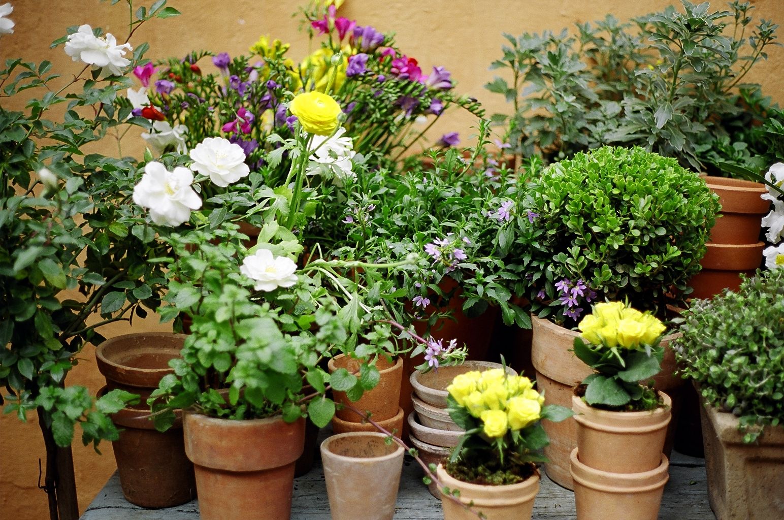 Tipos de vasos de plantas: como escolher e os materiais mais comuns