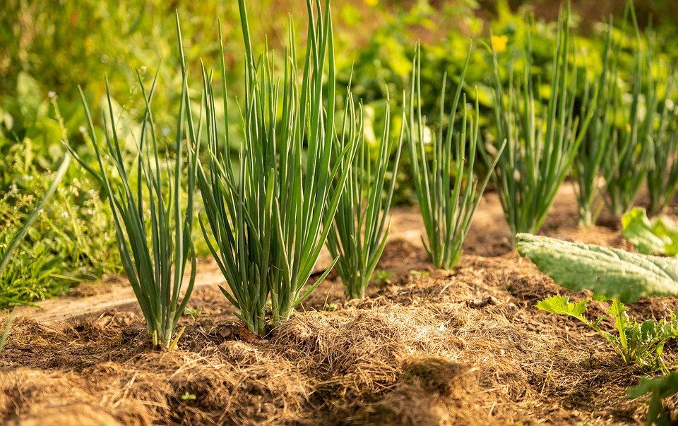 Como plantar cebola: benefícios da cebola e como cultivá-la em casa