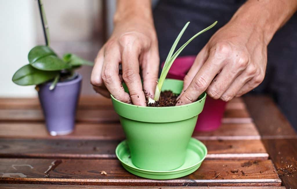 Como plantar em vaso: passo a passo de como fazer o plantio