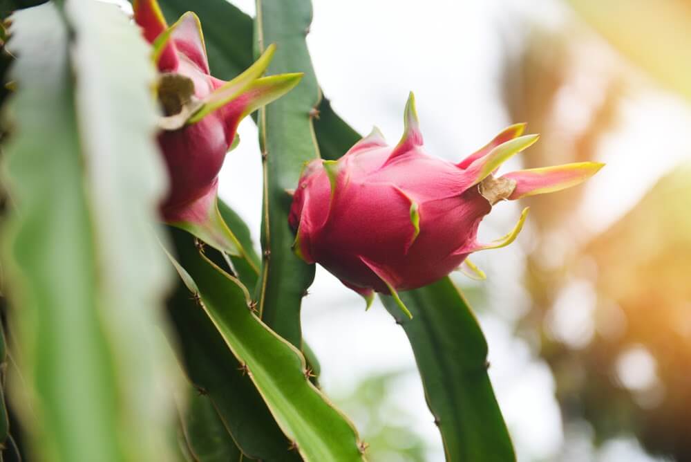 Como plantar pitaya: conheça a fruta exótica e como cultivar em casa
