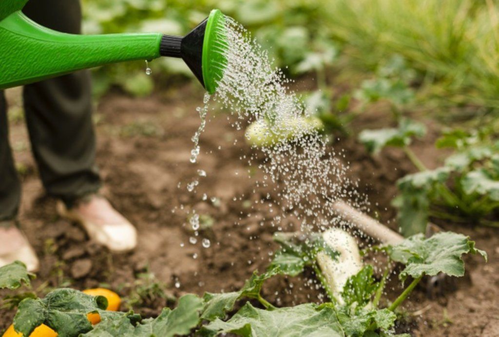Como plantar salsinha: tempero fácil de cultivar na horta de casa
