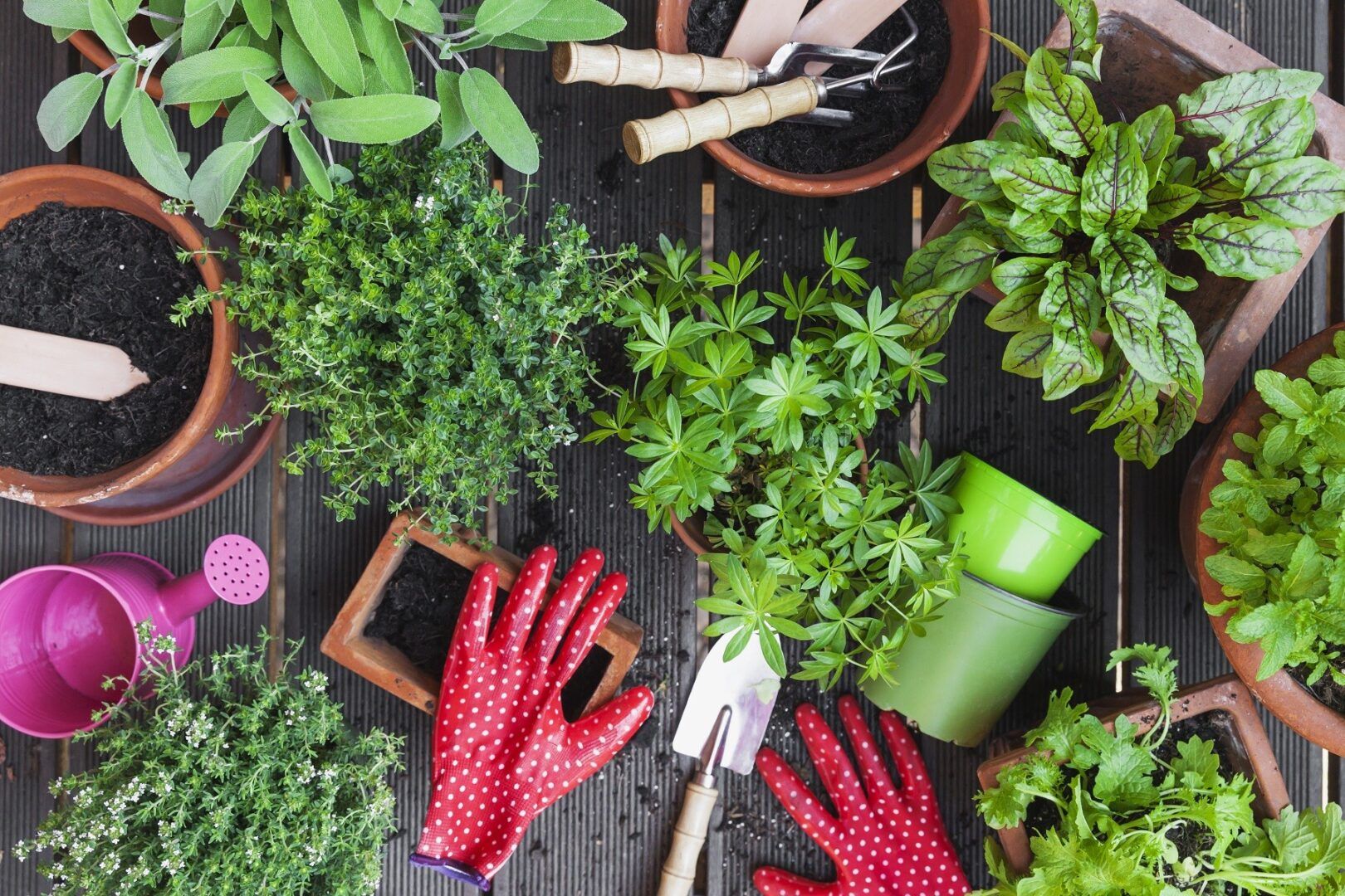 Dicas de jardinagem: truques para aprender a cuidar do jardim