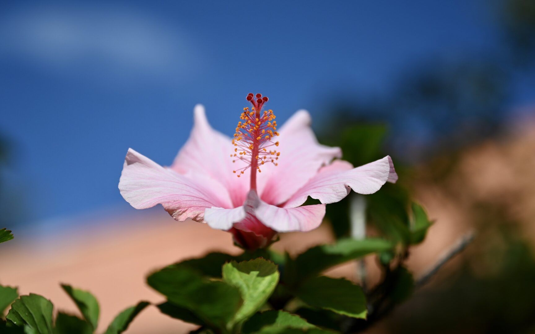 Flor de hibisco: benefícios do chá na alimentação e como cultivar em casa
