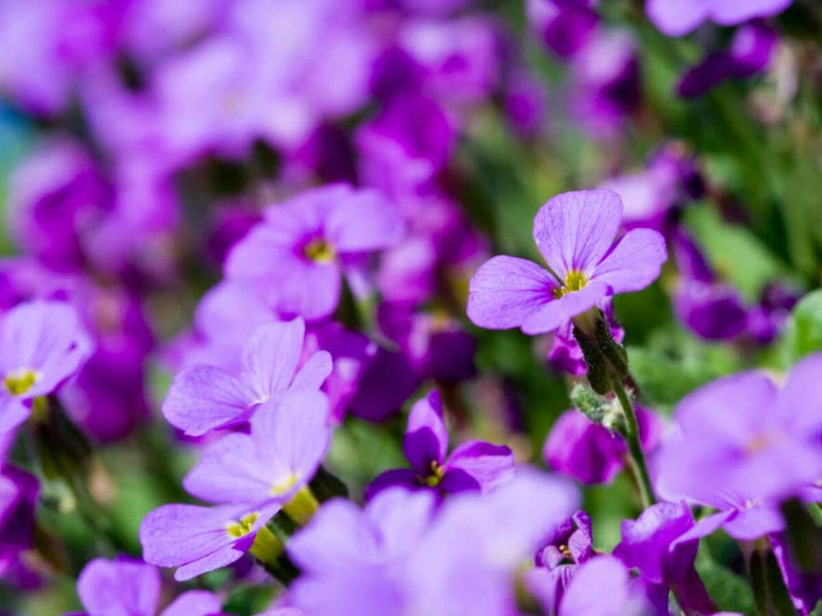 Flores do campo: um dos tipos de flores mais populares em buquês
