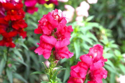 Flores do campo: um dos tipos de flores mais populares em buquês