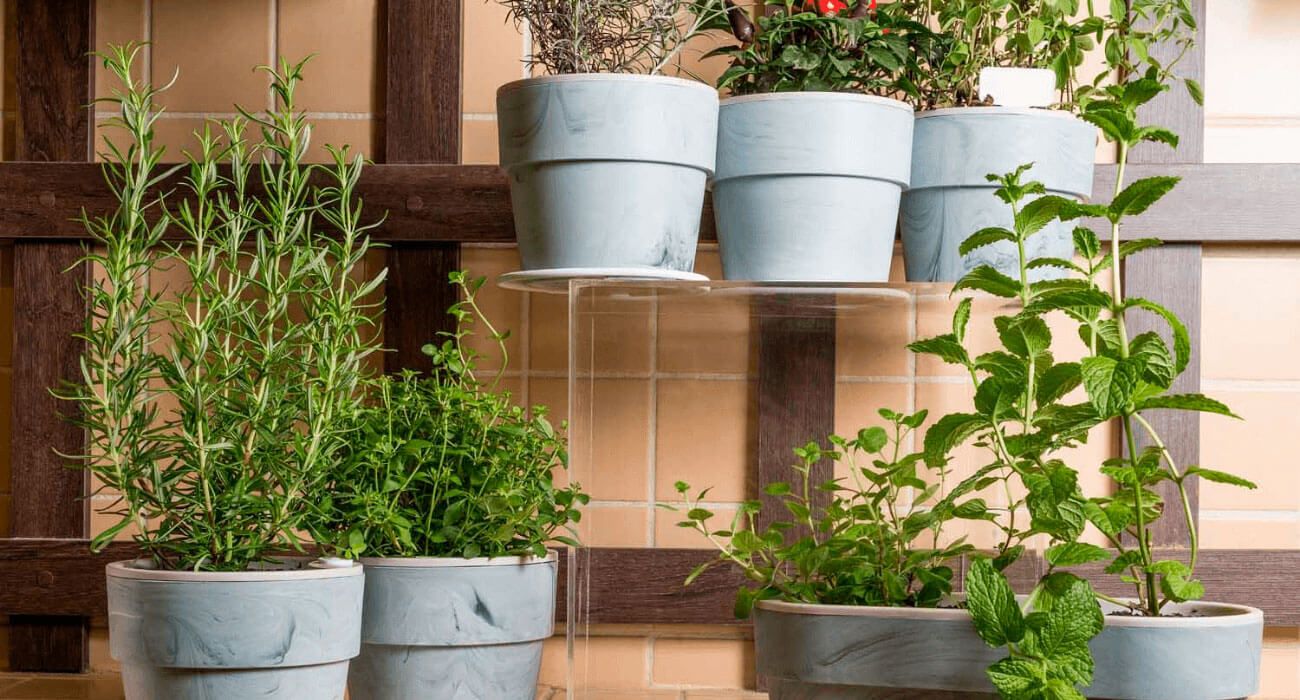 Horta em apartamento: como montar a própria horta e dicas de plantas para cultivar