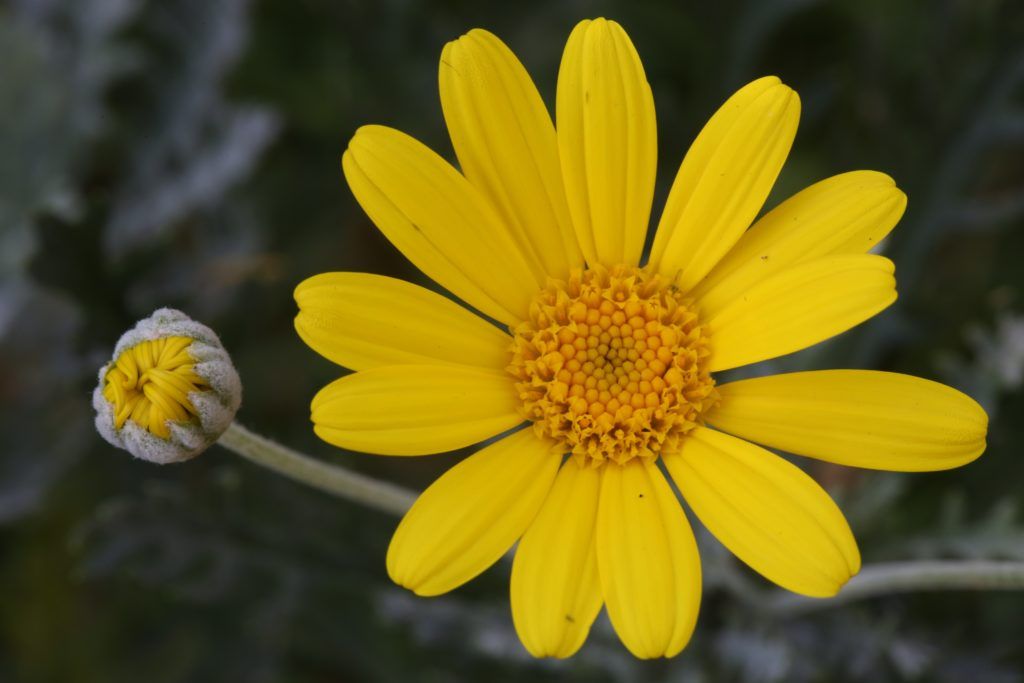 Margarida: uma das flores mais populares no mundo todo pela delicadeza