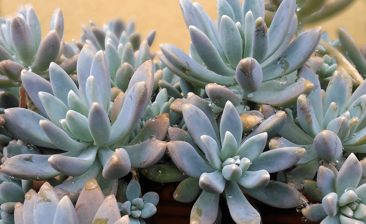 Tipos de suculentas: plantas adaptáveis e versáteis para a decoração