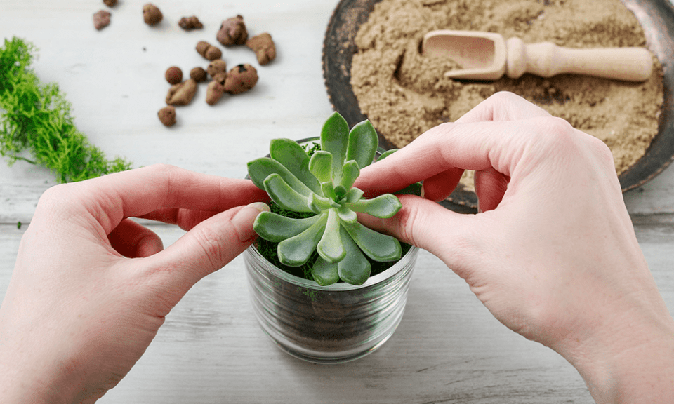 Tipos de suculentas – Plantas adaptáveis e versáteis para a decoração