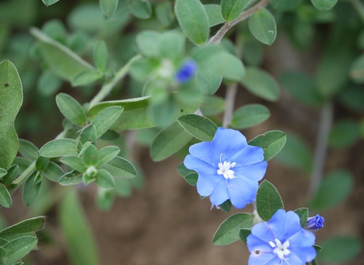 Azulzinha - Cuidados ao cultivar e como fazer muda da flor azul