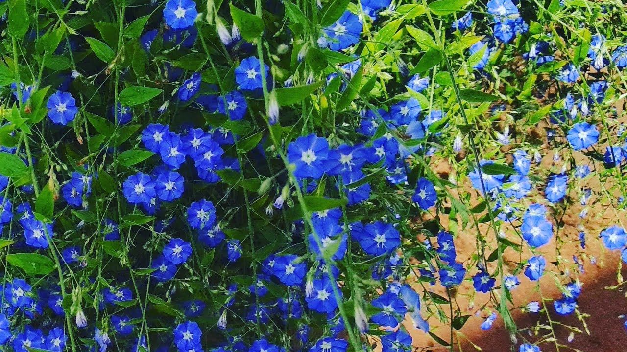 Azulzinha - Cuidados ao cultivar e como fazer muda da flor azul