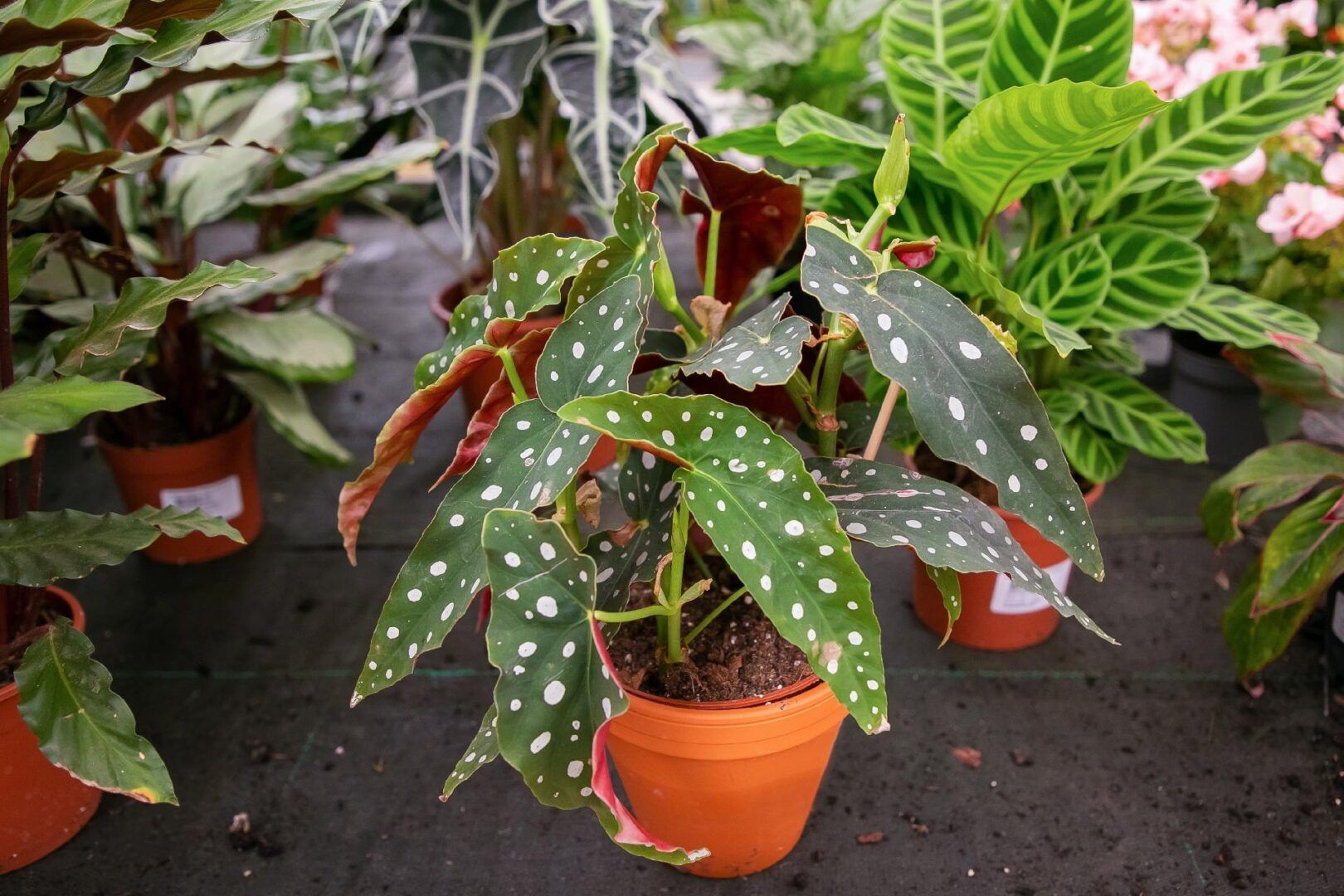 Begônia maculata - Como cultivar e usar essa planta na decoração