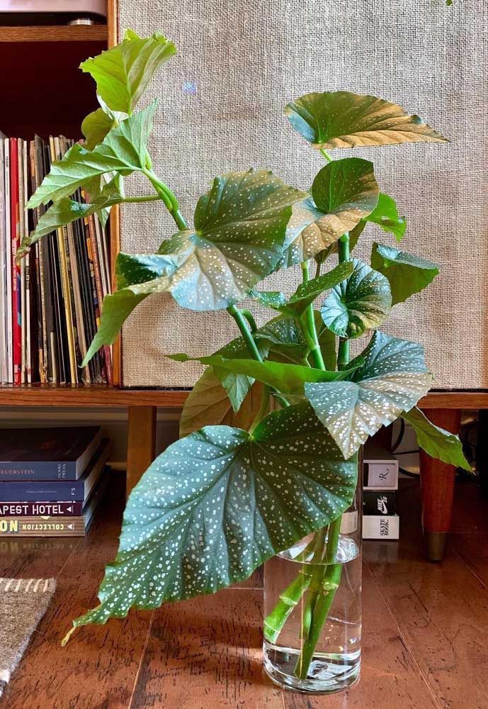 Begônia maculata: como cultivar e usar essa planta na decoração