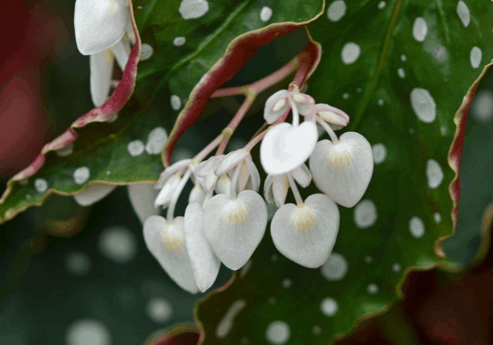 Begônia maculata: como cultivar e usar essa planta na decoração