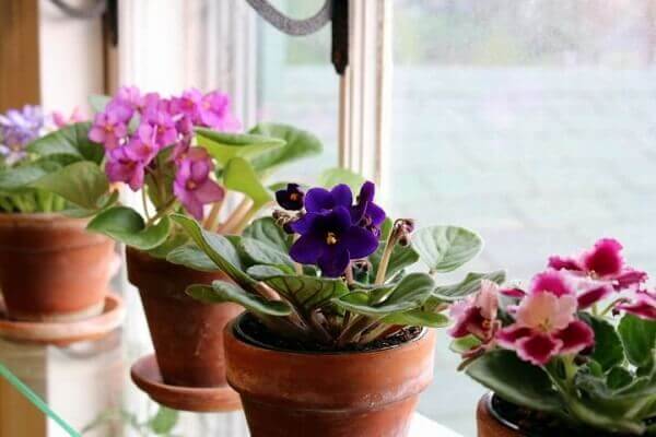 Como cultivar violetas: os principais cuidados para manter a flor saudável