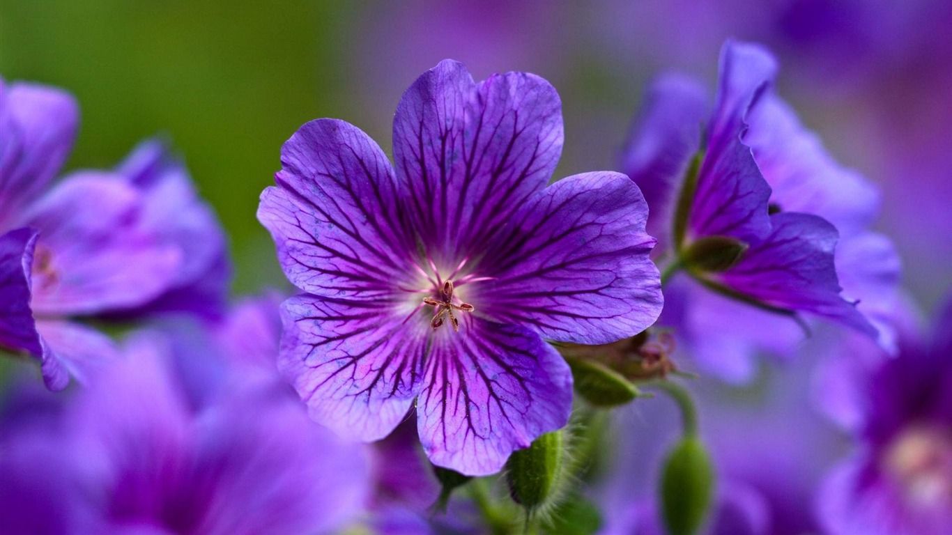 Como cultivar violetas: os principais cuidados para manter a flor saudável