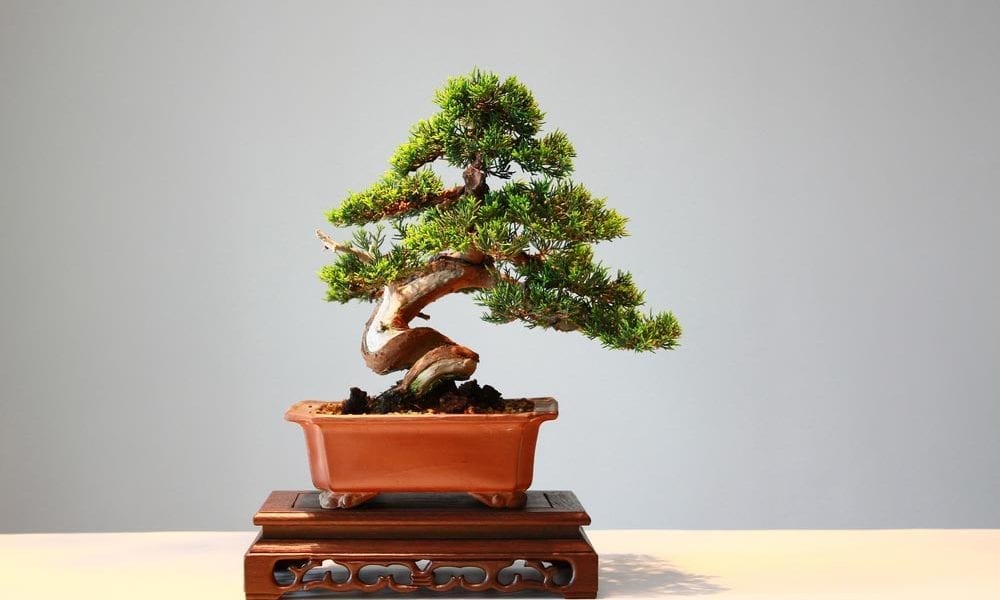 Como fazer bonsai: como surgiu a técnica e como fazer o proprio bonsai