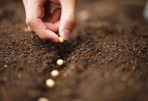 Fertilizantes: o que são e os principais usos na agricultura e na jardinagem