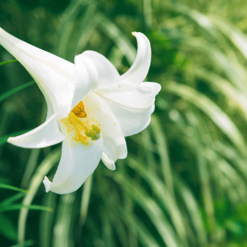 Lírio - Características da flor, como cuidar e tipos mais comuns