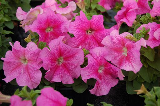 Petúnia: uma das flores mais delicadas e populares doBrasil