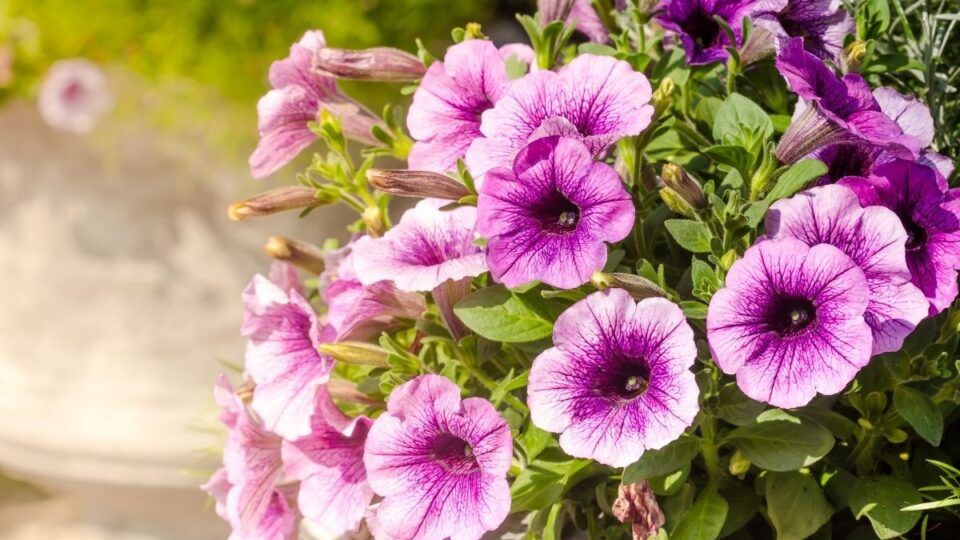 Petúnia – Características da flor, tipos e principais cuidados no cultivo