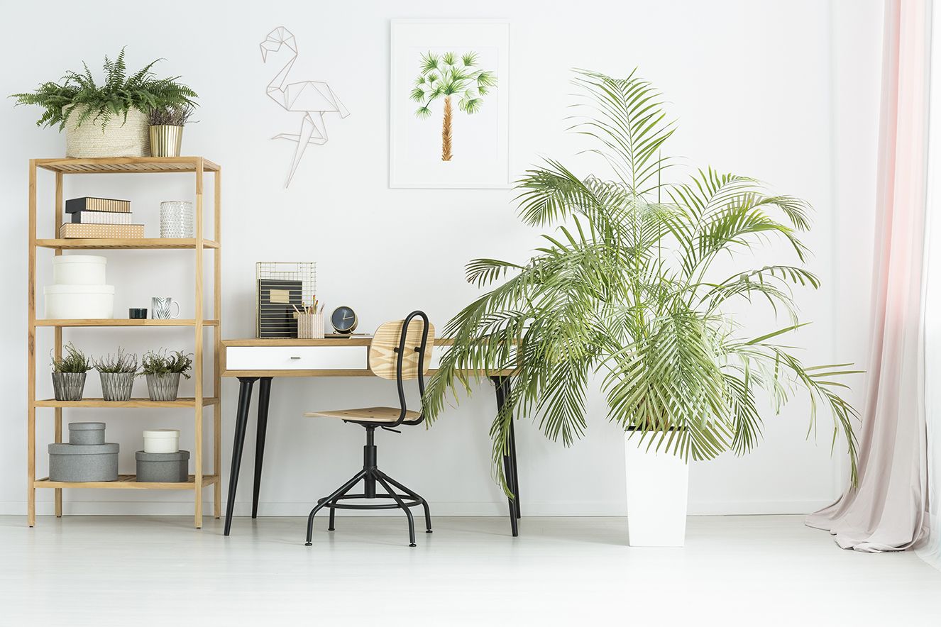Plantas para escritório: as melhores opções para esse espaço