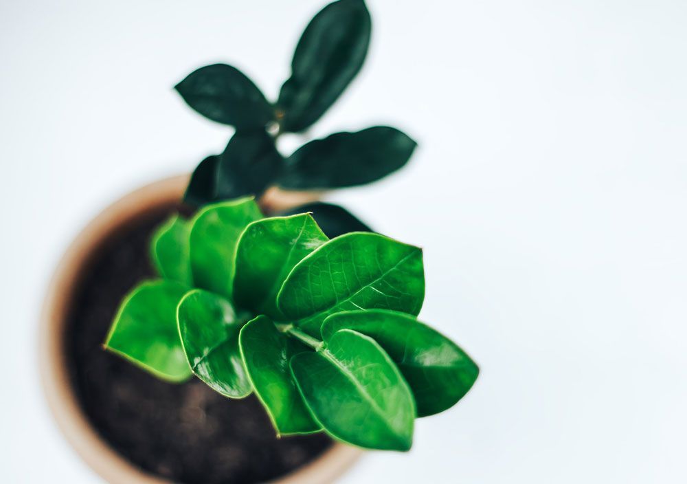 Zamioculca: como cultivar essa planta em casa e seus cuidados