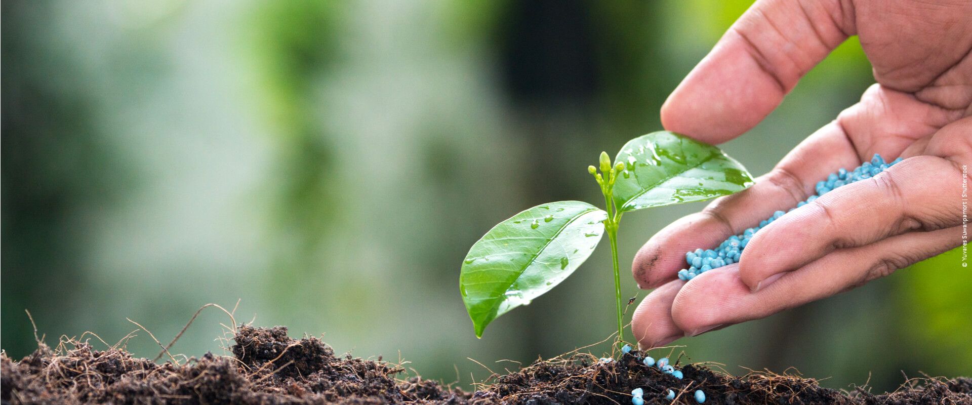 Adubo para jardinagem: qual a importância de usar adubo para as plantas