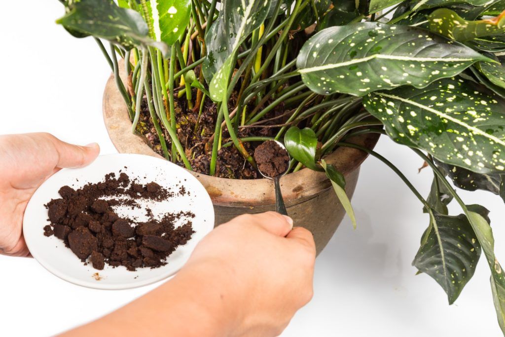 Borra de café nas plantas: quais os principais usos e maior benefício