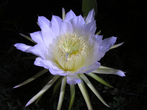 Dama da Noite: conheça as variedades da planta de hábitos noturnos