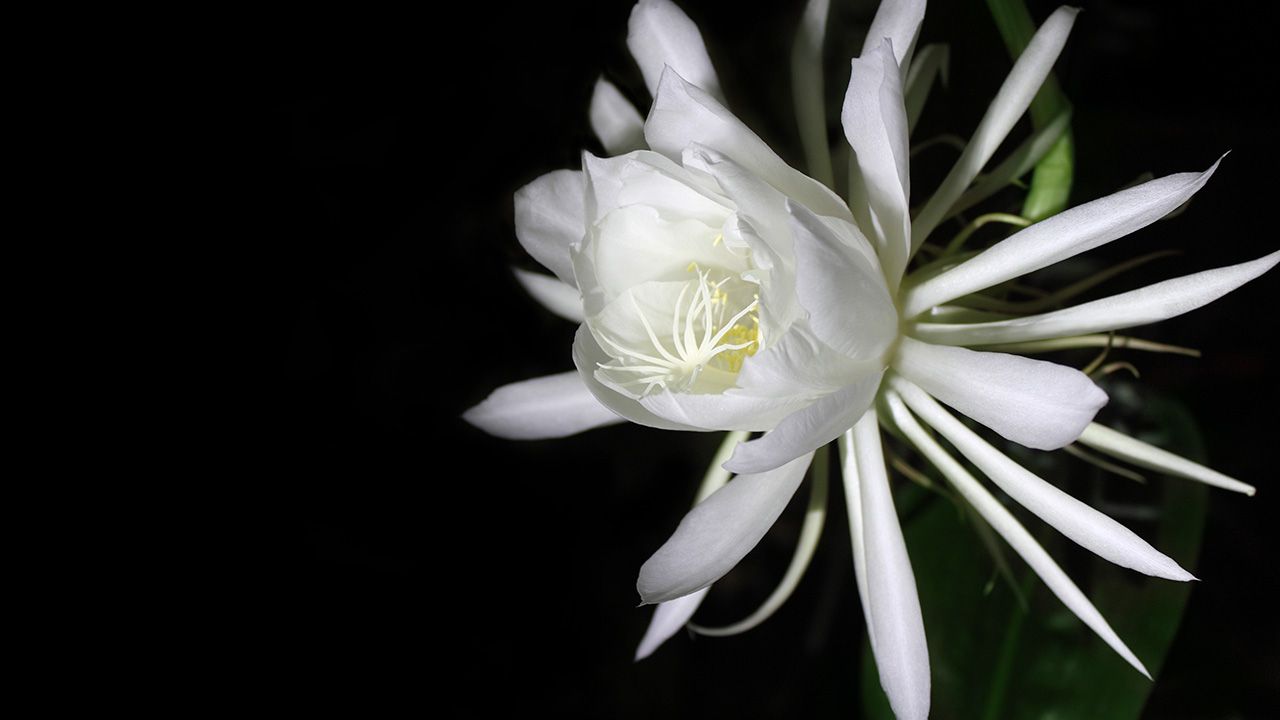 Dama da noite: flor popular pelo seu aroma adocicado