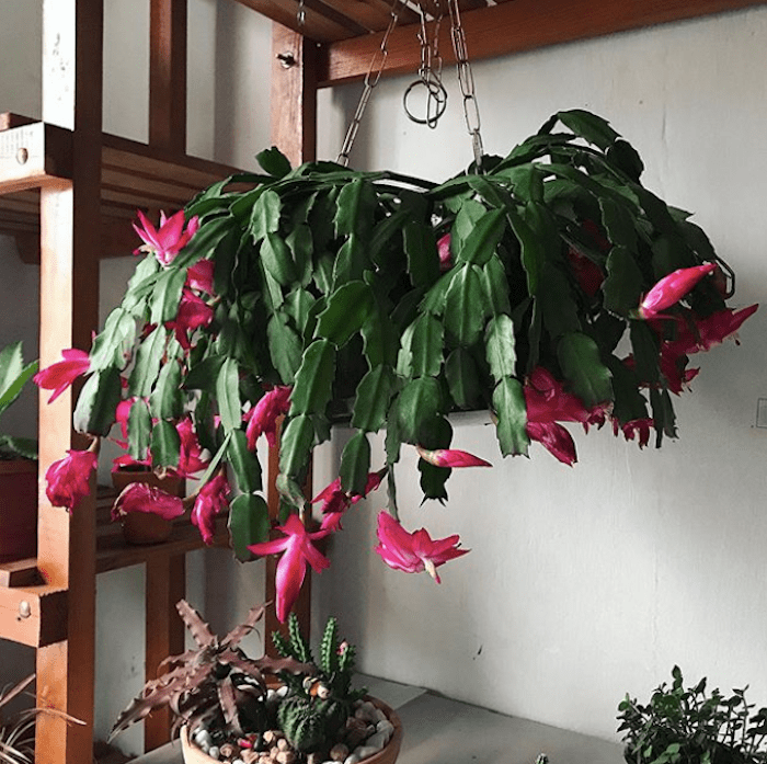 Plantas pendentes: espécies ideais para decoração suspensa