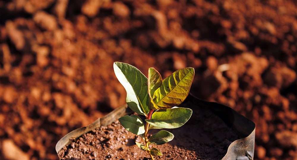 Como germinar sementes: tipos de semeadura e plantas fáceis de semear