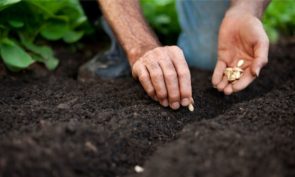 Como germinar sementes: tipos de semeadura e plantas fáceis de semear