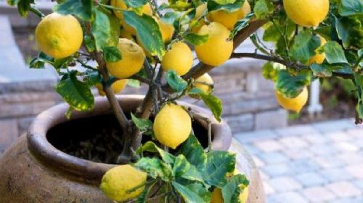 Cómo plantar limón: plantar con semillas o injertar