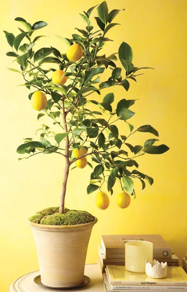 Como plantar limão: fazendo o plantio com sementes ou enxertia