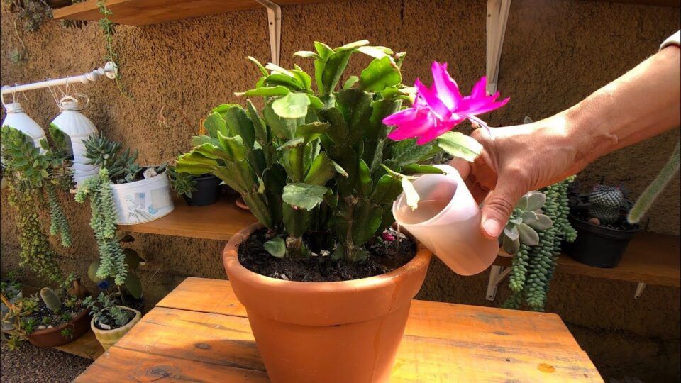 Flor-de-maio - Como plantar, características e principais cuidados 