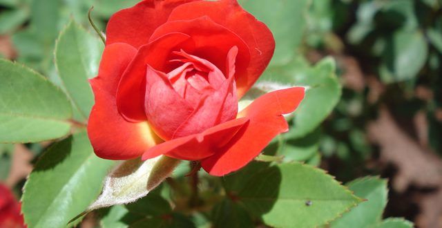 Gardênia: uma flor colorida e fácil de ser cultivada em vasos e jardins
