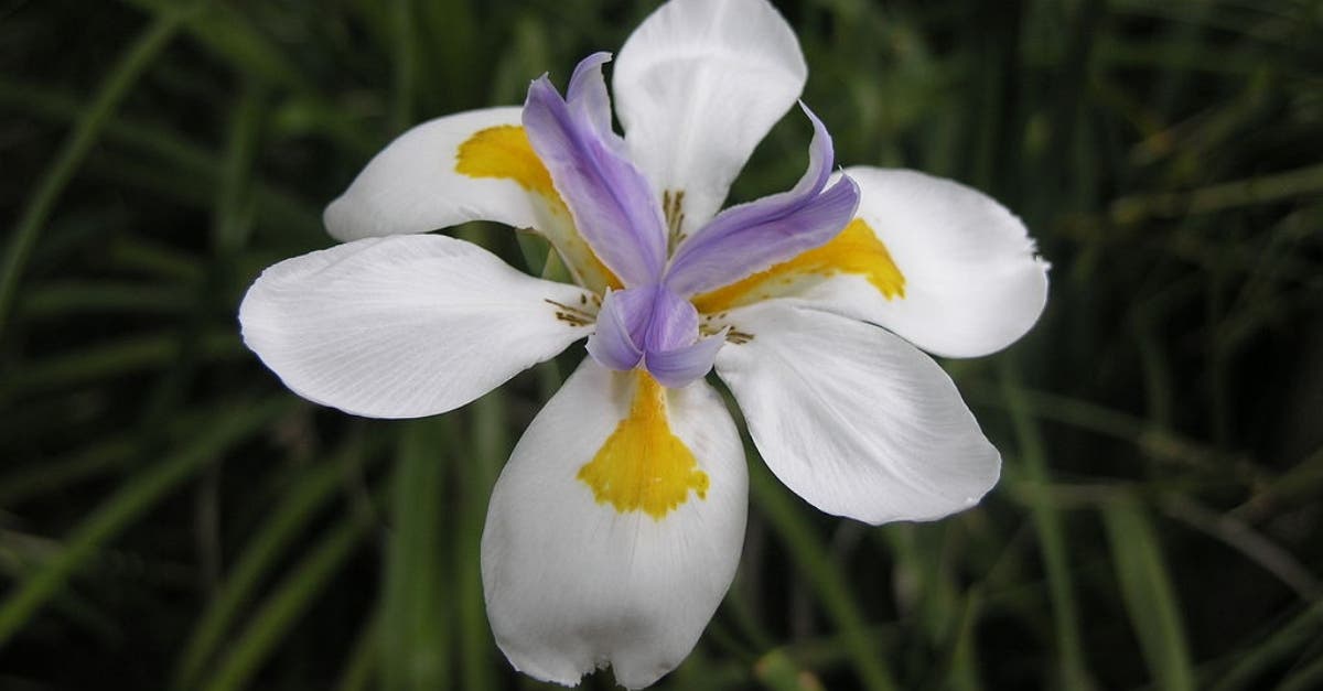 Moreia: uma planta com flores brancas delicadas e folhas em lanças